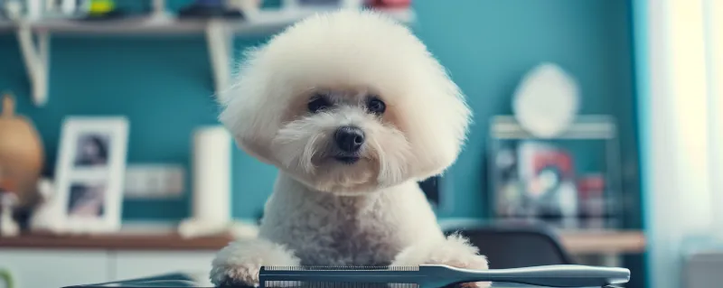 Bichon Frise receiving a haircut at an Austin pet grooming salon.